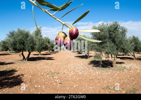 Olivos con aceituna madurando en invierno en olivar español Foto Stock