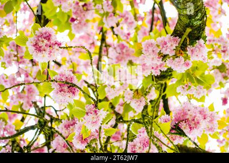 Fiori di ciliegio rosa in primavera. Primo piano dell'albero in fiore. Foto Stock