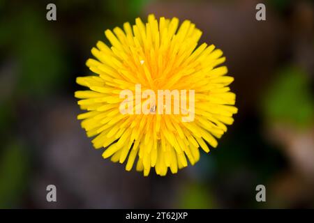 Fiore di dente di leone giallo su sfondo scuro. Primo piano dell'impianto di fioritura. Foto Stock