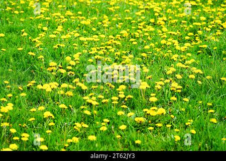 Prato verde pieno di deloni in fiore. Foto Stock