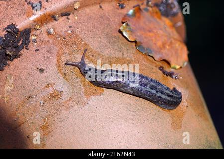 Grande lumaca grigia, lumaca leopardo (Limax maximus), famiglia dei Limacidae che strisciano su un vaso di piante di pietra. Giardino olandese. Autunno, novembre, giardino olandese Foto Stock