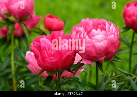 Paeonia Ellen Cowley, Peony Ellen Cowley, semi-doppia, metà stagione, alta, ibrida, ciliegia brillante, svasature bianche sul lato esterno dei petali Foto Stock