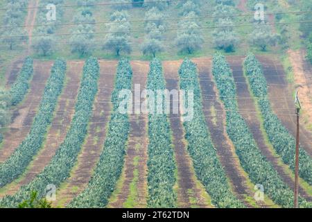 Prickly Pear di Sanguigna - Sicilia - Italia Foto Stock