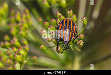 Single Minstrel Bug (Graphosoma italicum) primo piano sulla pianta, Voivodato di Podlaskie, Polonia, Europa Foto Stock