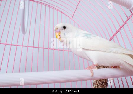 Un budgie bianco sembra una gabbia rosa. Foto Stock