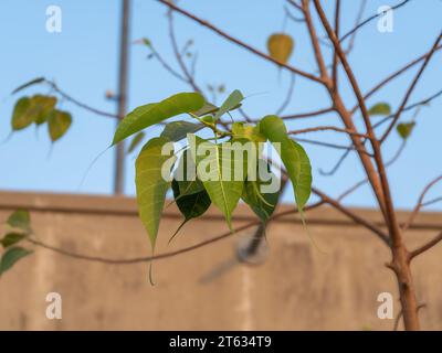 Questa è un'immagine Ficus Leaf. In lingua locale chiamata Pipal ka Pasta. Questo è famoso per i vantaggi storici e medicinali. la cosa più importante per gli indù Foto Stock