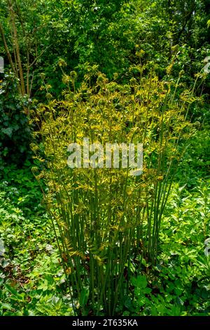 Primo piano della giovane felce reale (Osmunda regalis) Foto Stock