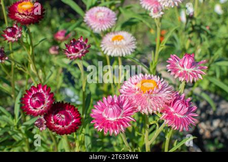 Il bract dell'immortelle rosa primo piano. Fiori secchi Foto Stock