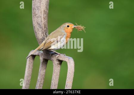 European robin erithacus rubecula, con materiale di nidificazione, appollaiato su forchetta da giardino, County Durham, Inghilterra, Regno Unito, aprile. Foto Stock