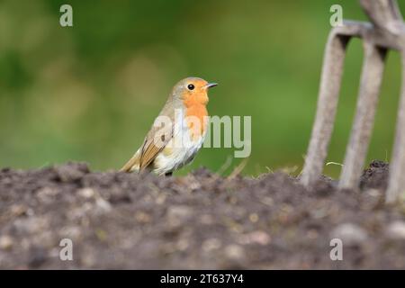 European robin erithacus rubecula, arroccato su terreno appena scavato in giardino alla ricerca di invertibrati da sfamare, County Durham, Inghilterra, Regno Unito, ottobre Foto Stock