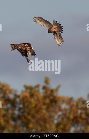 Gli uccelli si incastrano l'uno sull'altro LONDRA, INGHILTERRA, immagini RICCHE D'AZIONE DI un gheppio impegnato in una battaglia aerea con un gufo corto sono state captur Foto Stock