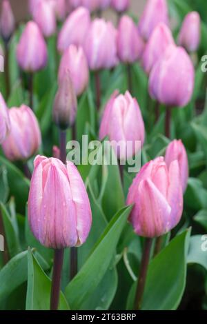 Tulipano chiaro e da sogno, Tulipa Light e da sogno, tulipani ibridi Darwin, fiori rosa Foto Stock