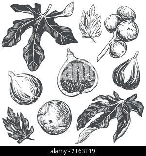 Set grande di fichi vettoriali. Illustrazioni botaniche disegnate a mano in inchiostro nero. Frutti tropicali maturi in stile incisione isolati su sfondo bianco. Stile retrò Illustrazione Vettoriale
