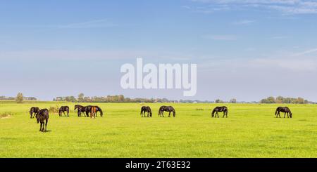 Vista estiva di un prato verde frisone con cavalli in Frisia, Paesi Bassi Foto Stock