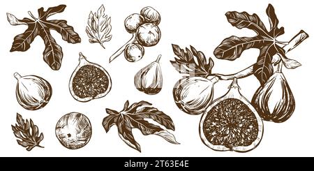 Set grande di fichi vettoriali. Illustrazioni botaniche disegnate a mano in inchiostro nero. Frutti tropicali maturi in stile incisione isolati su sfondo bianco. Stile retrò Illustrazione Vettoriale