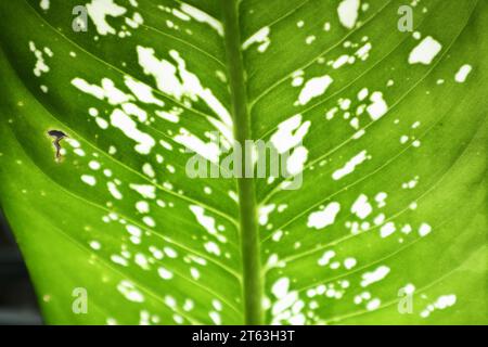 Vista dal lato inferiore delle foglie di una pianta di canna stupida (Dieffenbachia) esposta alla luce diretta del sole. Questa foglia verde macchiata bianca porta la pianta nota anche come Leopard l Foto Stock