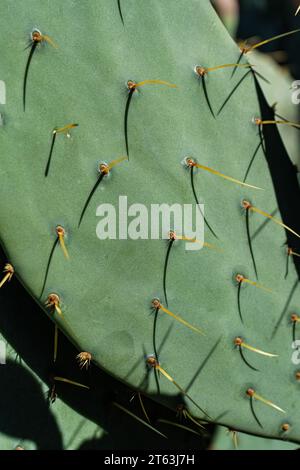 Focalizzata sulle spine all'aperto di cactus di opuntia Foto Stock