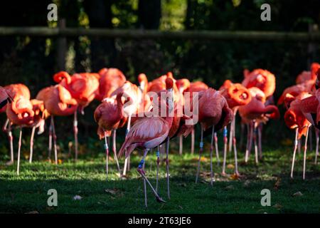 Phoenicopterus ruber. Una giornata al WWT Slimbridge. Foto Stock