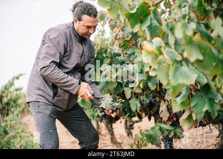 Vista laterale del viticoltore maschile concentrato in un abbigliamento informale che raccoglie uve mature con forbici da potatura che crescono su lussureggianti vigneti verdi in campagna Foto Stock