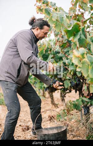 Vista laterale del viticoltore maschile concentrato in un abbigliamento informale che raccoglie uve mature con forbici da potatura che crescono su lussureggianti vigneti verdi in campagna Foto Stock