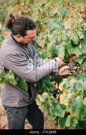 Vista laterale del viticoltore maschile concentrato in un abbigliamento informale che raccoglie uve mature con forbici da potatura che crescono su lussureggianti vigneti verdi in campagna Foto Stock