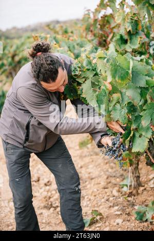 Viticoltore maschile concentrato in abbigliamento informale che raccoglie uve mature con cesoie da potatura che crescono su lussureggianti vigne verdi in campagna Foto Stock