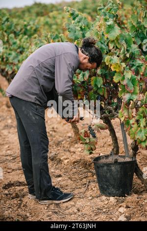 Vista laterale del viticoltore maschile concentrato in un abbigliamento informale che raccoglie uve mature con forbici da potatura che crescono su lussureggianti vigneti verdi in campagna Foto Stock