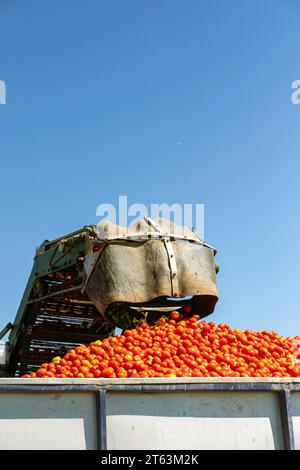 Dalla parte inferiore della pala meccanica scarica i pomodori freschi su un camion durante la raccolta annuale dei pomodori contro il cielo azzurro e limpido di Toledo, Castilla-la Manch Foto Stock