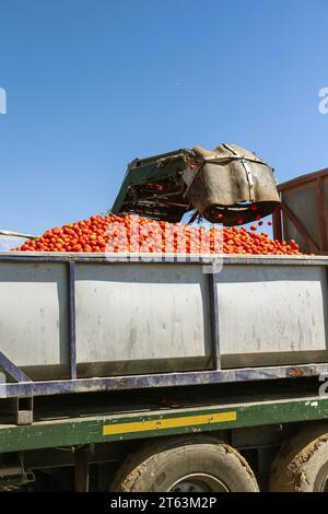 Dalla parte inferiore della pala meccanica scarica i pomodori freschi su un camion durante la raccolta annuale dei pomodori contro il cielo azzurro e limpido di Toledo, Castilla-la Manch Foto Stock