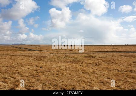 Vasto e aperto paesaggio islandese caratterizzato da un campo di erba secca con distanti cavalli selvaggi che pascolano sotto un cielo azzurro punteggiato da soffici nubi. Foto Stock