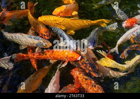 Carpe di Koi in diversi colori che nuotano a stretto contatto Foto Stock