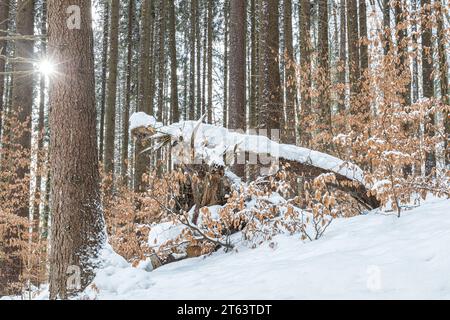 Paesaggio invernale di foresta innevata di alberi con resti di foglie autunnali. Foto Stock