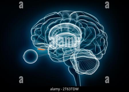 Illustrazione del rendering 3D della vista a raggi X con lampadina olfattiva. Anatomia del cervello umano e del sistema limbico, medico, sanitario, biologia, scienza, neuroscienze, neuro Foto Stock