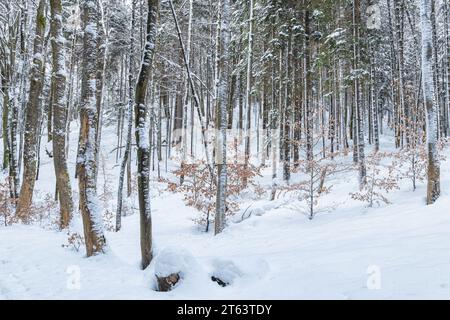 Paesaggio invernale di foresta innevata di alberi con resti di foglie autunnali. Foto Stock