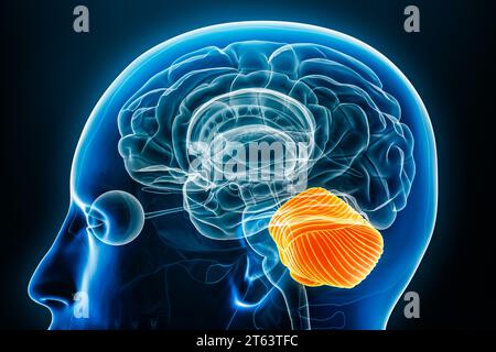 Vista ravvicinata del profilo radiologico del cervelletto illustrazione del rendering 3D con contorni del corpo. Anatomia del cervello umano, medicina, biologia, scienza, neuroscienza, neu Foto Stock