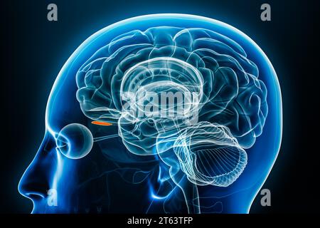 Vista ravvicinata del profilo radiologico olfattivo rappresentazione 3D con contorni del corpo. Cervello umano e anatomia del sistema limbico, medico, biologia, scie Foto Stock