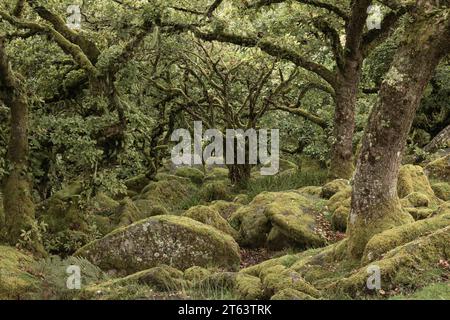 Wistman's Wood, Princetown, Dartmoor National Park, Devon, Regno Unito Foto Stock