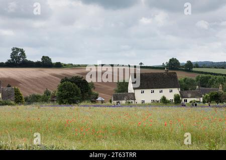 Campo di lavanda con papaveri e turisti Foto Stock