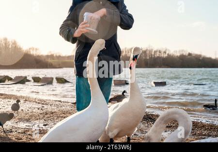 ragazzo in cappotto che alimenta anatre e cigni sul lago di riva oin freddo giorno di primavera Foto Stock