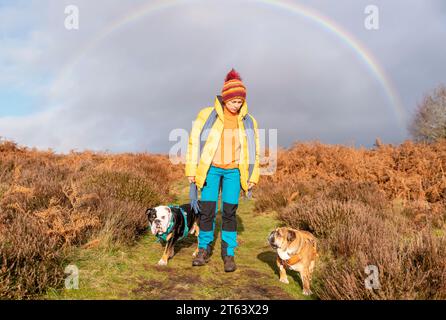 Donna in mantello giallo con cani da corrida inglesi sul campo, andando per una passeggiata nel Peak District in giornata di sole verme. Addestramento del cane. Tempo libero in pensione. Foto Stock