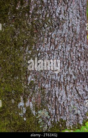 série sur des troncs d'arbre et d'écorces en gros planimetria / serie di scatti ravvicinati di tronchi d'albero e corteccia Foto Stock