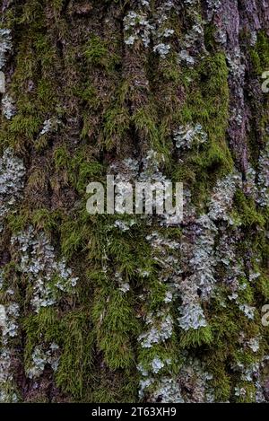 série sur des troncs d'arbre et d'écorces en gros planimetria / serie di scatti ravvicinati di tronchi d'albero e corteccia Foto Stock