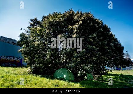 Michael Bunel/le Pictorium - esilio nella terra dei diritti dell'uomo - 04/04/2020 - Francia/Ile-de-France (regione)/Parigi - i rifugiati hanno allestito le loro tende sotto un enorme albero per essere nascosti alla vista dalla strada. 4 aprile 2020. Saint Denis, Francia. Nell'ottobre 2015 il comune ha presentato diciotto impegni in un documento intitolato "mobilitare la comunità parigina per accogliere i rifugiati”. Il documento si apre con questa frase: "Parigi, come altre città rifugiate, sarà all'altezza della sfida di accogliere i molti migranti che attualmente arrivano in Europa”. Un anno dopo, e con la città di Paris alr Foto Stock