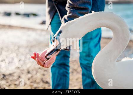 ragazzo in cappotto che alimenta anatre e cigni sul lago di riva oin freddo giorno di primavera Foto Stock