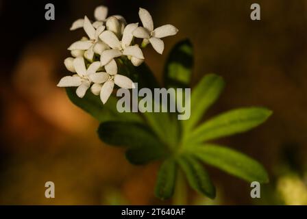 Bosco dolce (Galium odoratum) fiorito nella faggeta Foto Stock
