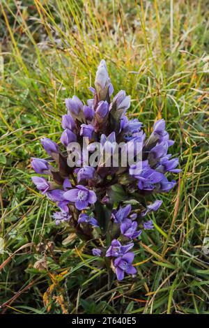 Genziana (Gentiana campestris), fiorita nel monte Giura e nelle prealpi Foto Stock