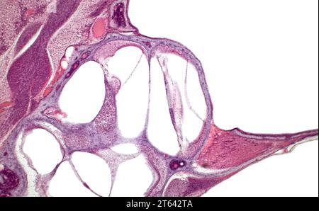 Organo di Corti (organo a spirale). Istologia della coclea dell'orecchio interno. Colorante per ematossilina ed eosina. H&E.. Ingrandimento: X1000. Foto Stock