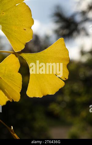 Ginkgo biloba, comunemente noto come ginkgo o gingko, noto anche come albero di maidenhair nel sole autunnale Foto Stock