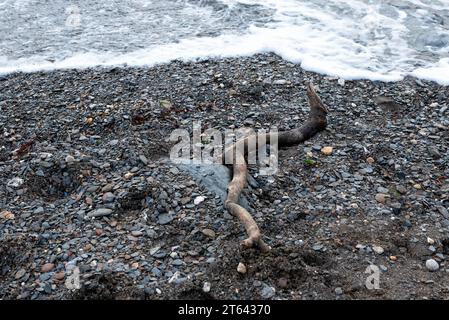 Driftwood si è lavato sulla spiaggia Foto Stock