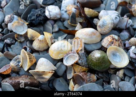 Conchiglie di diversi colori e dimensioni sulla spiaggia di ciottoli Foto Stock